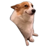Обложка набора animalsANIM