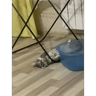 Обложка набора Барс