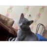 Обложка набора Чайки распи.дяйки