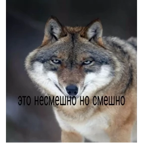 Стикер 24 из набора Для важных разговоров