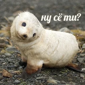 Стикер 11 из набора Это конец - Мемы
