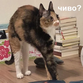 Стикер 62 из набора Это конец - Мемы