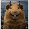 Обложка набора Guinea pigs by Den