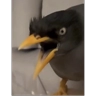 Обложка набора jungle-myna