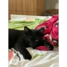 Обложка набора Кабан