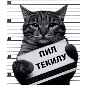Стикер 14 из набора Кот-рецидивист