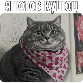 Стикер 27 из набора Котаны-2