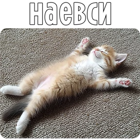 Стикер 41 из набора Котаны-2