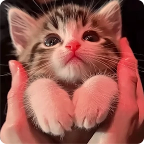 Стикер 13 из набора Котаны
