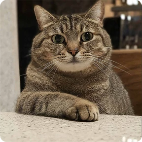 Стикер 62 из набора Котаны