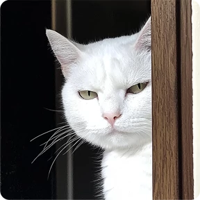Стикер 84 из набора Котаны