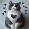 Обложка набора Котаны