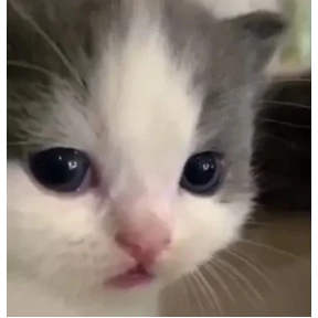 Стикер из набора Котики 3