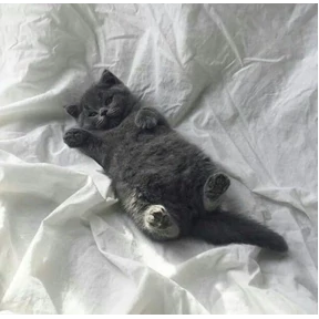 Стикер из набора Котики 3