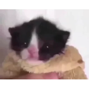 Стикер из набора Котики 3