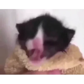 Стикер из набора Котики 3