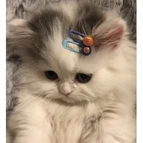 Стикер 7 из набора Котики 3