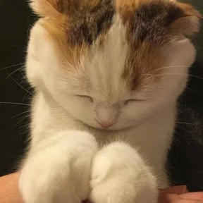 Стикер 14 из набора Котики 3