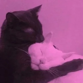 Стикер 15 из набора Котики 3