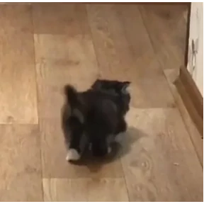 Стикер 18 из набора Котики 3
