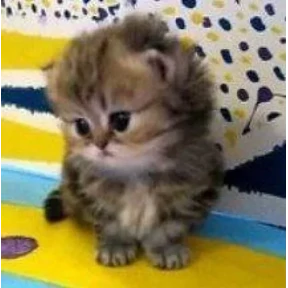 Стикер 23 из набора Котики 3