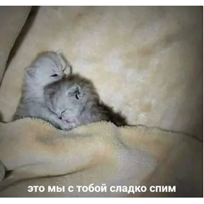 Стикер 47 из набора Котики 3