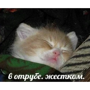 Стикер 53 из набора Котики 3