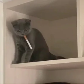 Стикер 56 из набора Котики 3