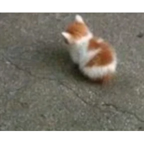 Стикер 69 из набора Котики 3