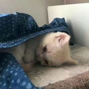 Стикер 80 из набора Котики 3