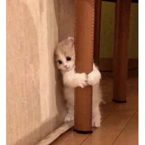 Стикер 82 из набора Котики 3