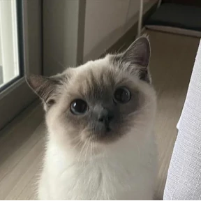 Стикер 99 из набора Котики 3
