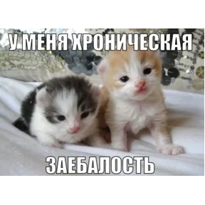 Стикер из набора Котные мемесы