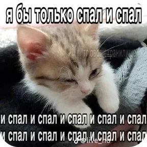 Стикер из набора Котные мемесы