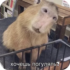 Стикер из набора Котные мемесы