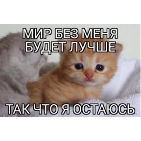 Стикер 6 из набора Котные мемесы