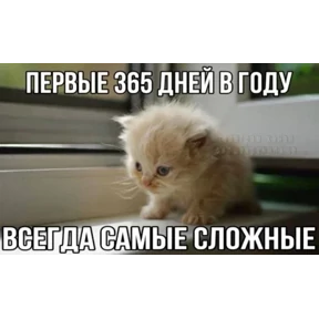 Стикер 8 из набора Котные мемесы