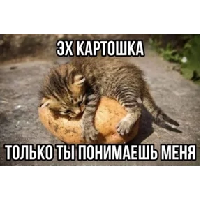 Стикер 12 из набора Котные мемесы