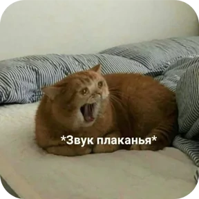 Стикер 13 из набора Котные мемесы