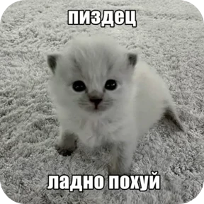 Стикер 14 из набора Котные мемесы