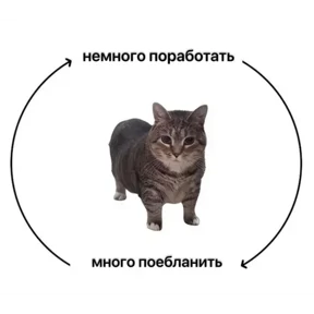 Стикер 24 из набора Котные мемесы