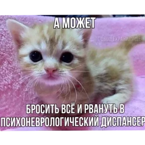 Стикер 27 из набора Котные мемесы