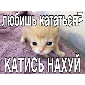 Стикер 28 из набора Котные мемесы