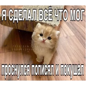 Стикер 29 из набора Котные мемесы