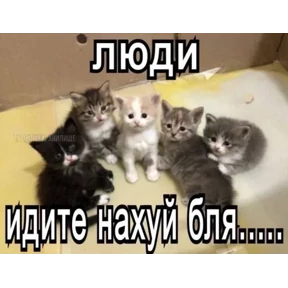 Стикер 30 из набора Котные мемесы
