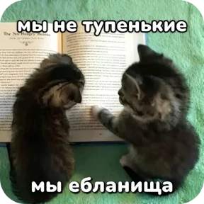 Стикер 31 из набора Котные мемесы