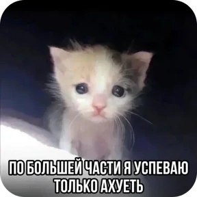 Стикер 33 из набора Котные мемесы