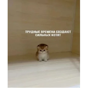 Стикер 35 из набора Котные мемесы