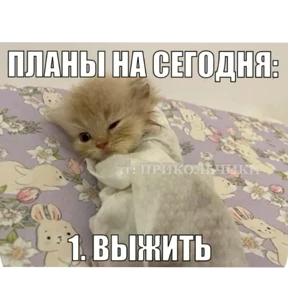 Стикер 36 из набора Котные мемесы