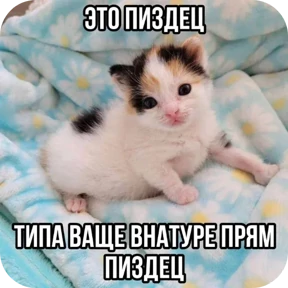 Стикер 37 из набора Котные мемесы